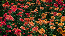 Multicolored Flower Background. Floral Wallpaper With Orange And Red Roses. 3D Render