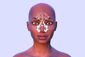 Wall Mural - Anatomy of paranasal cavities, illustration showing paranasal sinuses highlighted on a human face