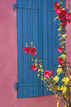 Roses Trémieres Alcea Rosea Fleur Rouge Devant Un Mur Rose Avec Des Volets Bleus Sur île D'Air En Charente Maritime France