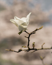Macro Close Up Of White Magnolia Stellata Blossom On Branch In Spring Light