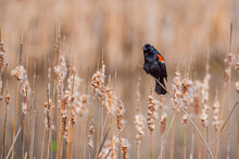 Red Winged Blackbird Perched On Cattails Near Forest And Lake
