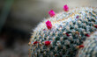 kaktus z bliska