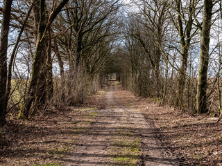 Wall Mural - road into a german forest in winter