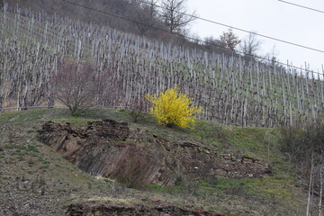 Canvas Print - Ginster im kahlen Weinberg