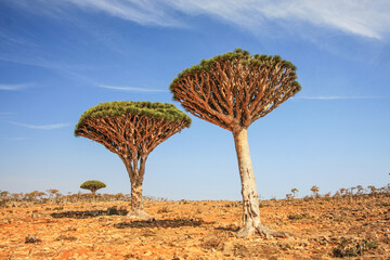 Dragonblood Trees in the south of Socotra Island, Yemen, Middle East.