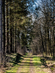 Wall Mural - road into a german forest in winter