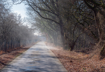 Wall Mural - fog on the road