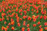 Fototapeta  - Beautiful Tulip Garden
