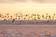 © Peter - A flock of oystercatchers and bar-tailed godwits on the beach on a winter day.Een zwerm scholeksters en rosse grutto's op een winterse dag op het strand.