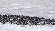 © Peter - A flock of oystercatchers on a winter day at the beach.Een zwerm scholeksters op een winterse dag op het strand.