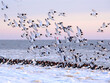 © Peter - A flock of oystercatchers on a winter day at the beach.Een zwerm scholeksters op een winterse dag op het strand.