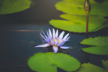 Wall Mural - violet lotus flower blossom or water lily blooming in pond with sunlight in garden outdoor nature.