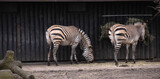 Fototapeta Konie - zebras at zoo
