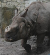 rhino at zoo