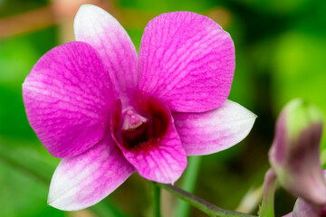 Orchid flower in orchid garden at winter or spring day. Orchid flower for postcard beauty and agriculture design. Beautiful orchid flower in garden, in full bloom in farm, on green nature blur backgro