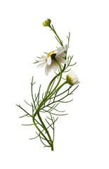 Wall Mural - daisy flowers and buds in a summer floral arrangement