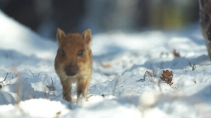 Wall Mural - closeup young wild boars sus scrofa calm piggy walking in dark woods. wildlife tranquil scene of ani