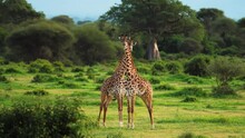 The Giraffe Giraffa Camelopardalis Is An African Even-toed Ungulate Mammal, The Tallest Living Terrestrial Animal And The Largest Ruminant. It Is Classified Under The Family Giraffidae.
