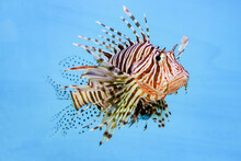 The Red Lion Fish In Water On Blue Background