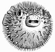 Vector graphic drawing. Exotic puffer fish of a round shape drawn by a dashed line by hand.