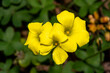 Fotografía horiontal Oxalis pes caprae, flor típica jardín amarilla