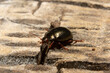 Escarabajo dorado caminado por un tocón de madera seco