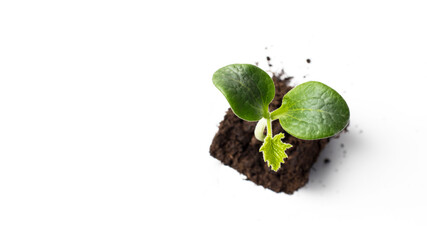 The seedling of the pumpkin courgette is close-up in peat pots , a view from above with room for text. The concept of gardening, harvest, planting beds