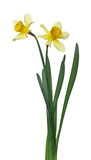 Fototapeta Dmuchawce - Spring blooming daffodils, flower (Narcissus) isolated on white background, clipping path
