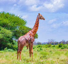 Dark Giraffe Stands Among The Trees Tsavo East National Park, Kenya. It Is A Wild Life Photo.