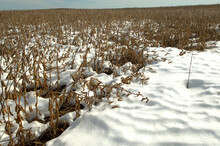 Unharvested Soybean Crop Partially Covered By Early Season Snowfall Following Very Wet Summer In North Dakota.