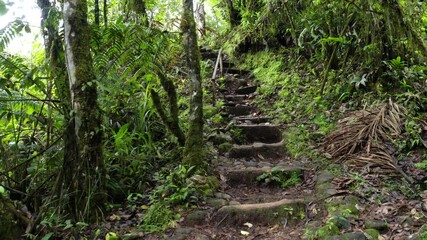 going up the steps of a small hill in a hiking trail of a tropical forest