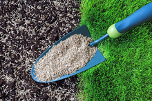 Grass Seeds On A Garden Trowel And Sown Seed On Prepared Soil.