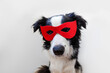 © Юлия Завалишина - Cute puppy dog with funny face border collie in superhero costume isolated on white background. Puppy wearing red super hero mask in carnival or halloween. Justice help strenght concept.