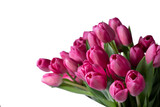 Fototapeta Tulipany - isolated pink tulip flowers on white background