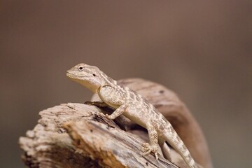 Steppe agama