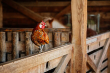 Portrait Of A Beautiful Domestic Rooster With Red Plumage And A Red Scallop On His Head On A Blurred Background Of Wall Of Wooden Logs And Copy Space, Wooden Shelter At Farm, Old Barn