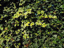 Common Ivy Or Hedera Helix. An Evergreen Climbing Shrub, A Climbing Plant That Attaches Itself To Objects With Its Sucker-like Roots. Vertical Gardening Of Fences, Walls. Design Of Parks And Gardens