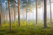 Pathway in a majestic evergreen pine forest in a morning fog. Ancient tree silhouettes close-up. Natural tunnel. Atmospheric dreamlike landscape. Sun rays, blue light. Panoramic view