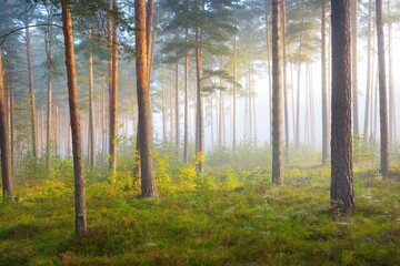 Wall Mural - Pathway in a majestic evergreen pine forest in a morning fog. Ancient tree silhouettes close-up. Natural tunnel. Atmospheric dreamlike landscape. Sun rays, blue light. Panoramic view