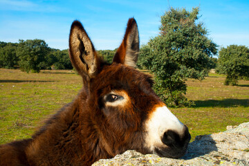 donkey poking his head behind the fence of a paddock on a farm