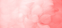 Pink Fluffy Bird Feathers. Beautiful Fog. A Message To The Angel. Banner. The Texture Of Delicate Feathers. Soft Focus