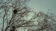 The Beginning Of Spring. Birdhouse High On Birch. Black Rooks Birds Build Nests