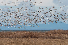 A Large Flock Of Snow Geese Took Flight Over The Edge Of Brown Grasses Filled Wetland By The Coast With Clouds Above The Mountain Range Over The Horizon