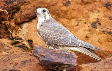 prairie falcon