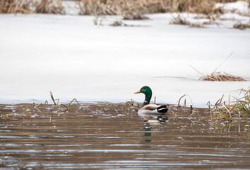 Wall Mural - A male mallard duck ( Anas platyrhynchos) on a pond with ice during spring melt