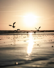 Seagulls On The Beach At Sunset Silhouette 