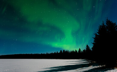 green aurora swirl above a pine and spruce forest. moon shadows of the trees can be seen on the snow