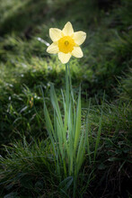 Single Yellow Daffodil Stands Alone On The Side Of A Hill In A Green Field.