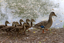 Wild Baby Ducks Instinctively Follow Mama Along The Edge Of A Pond
