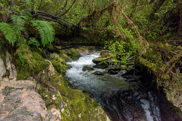 Canvas Print - Pumalin Nature Sanctuary Chile Stream and Foliage